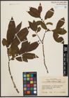 Foto von Salix silesiaca Willd.